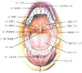 了解我們的口腔，更好地保護自己